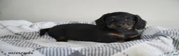 Miniature Dachshund dogs for sale: Ryan - Ad 2