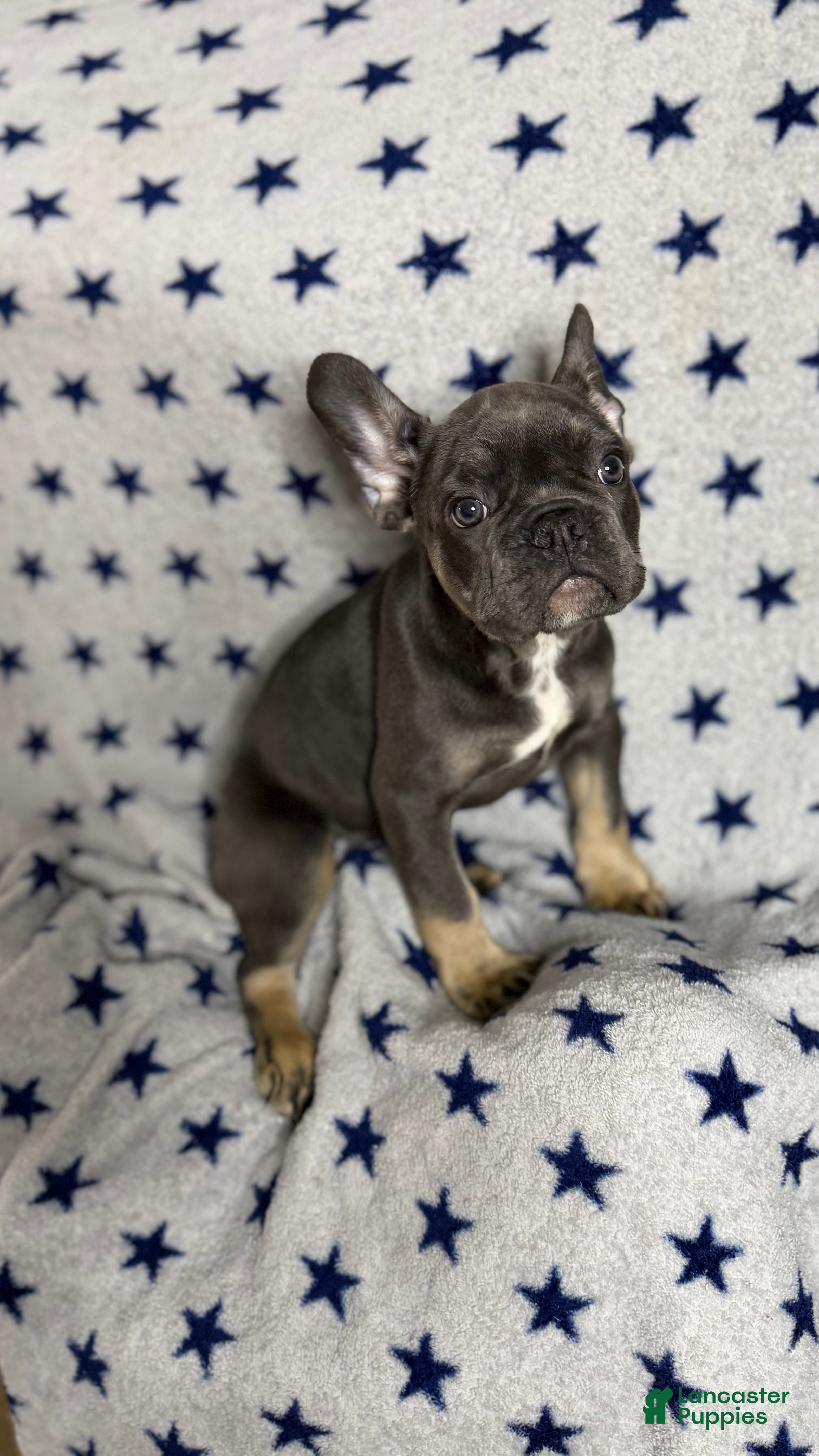 French Bulldog dogs Smokey - Ad 16