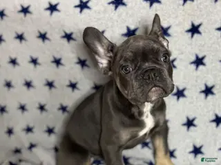 French Bulldog dogs Smokey - Ad 3
