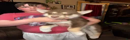 Siberian Husky dogs for sale: Siberian Husky 1 - Ad 4