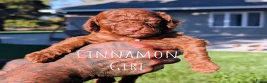 CINNAMON 