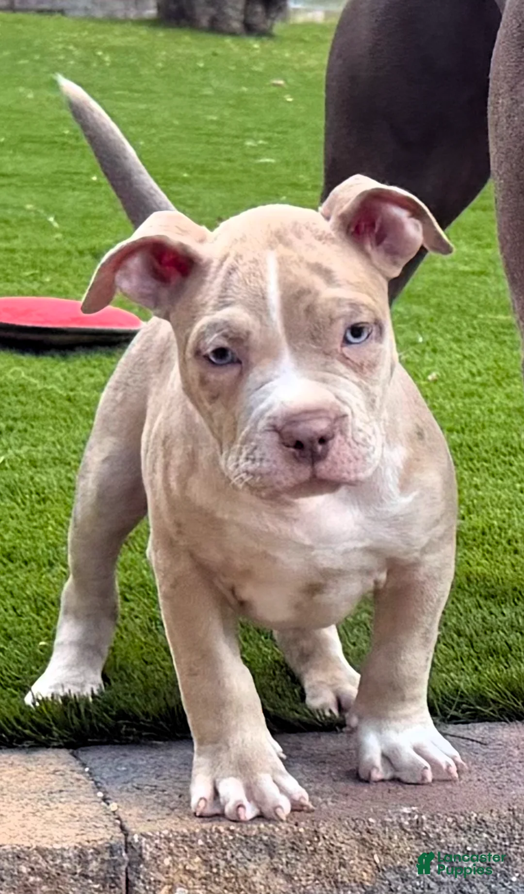 American Bully dogs for sale: "ICE CUBE" BLUE MERLE - Ad 9