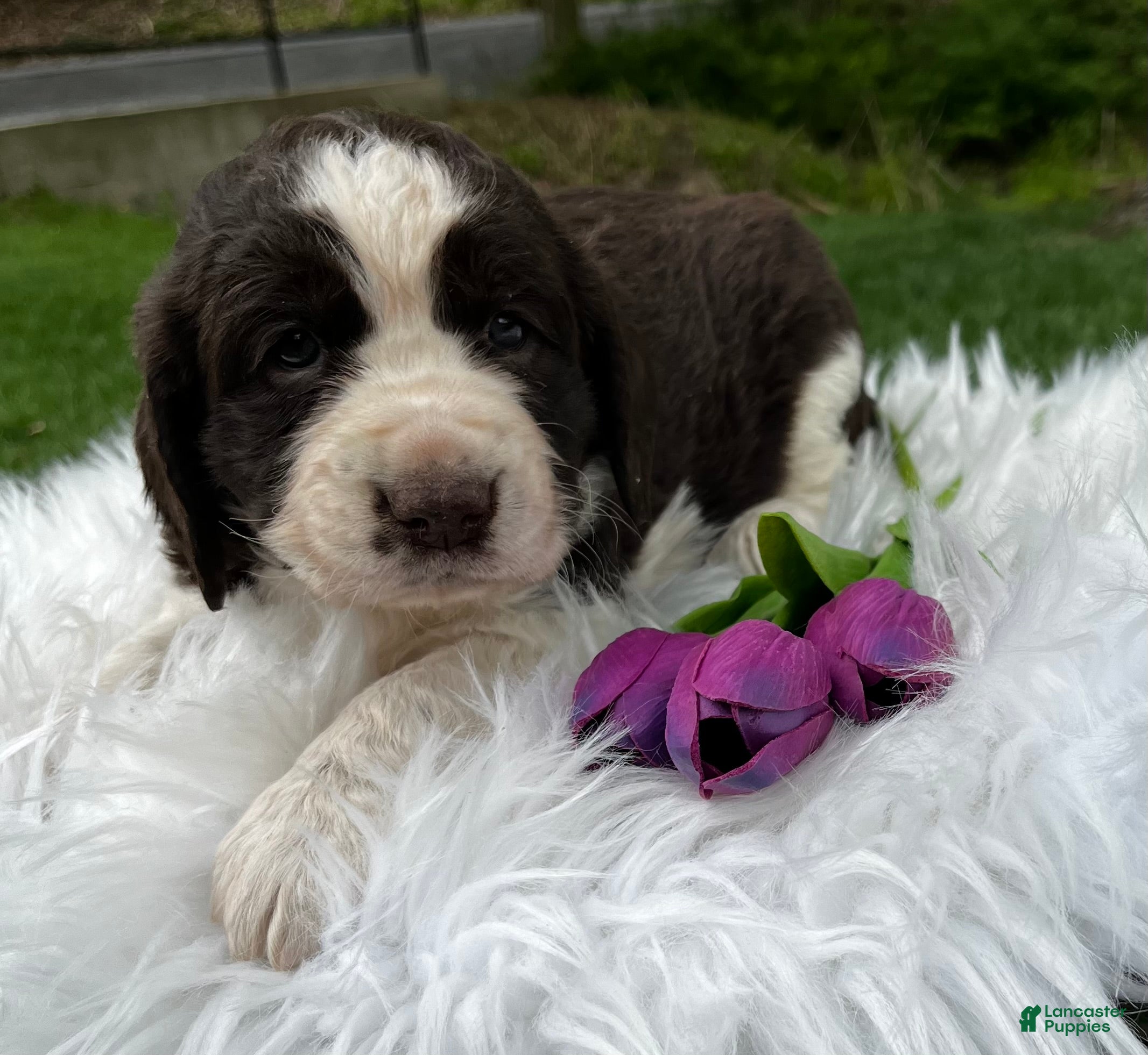 English Springer Spaniel dogs Periwinkle - Ad 1
