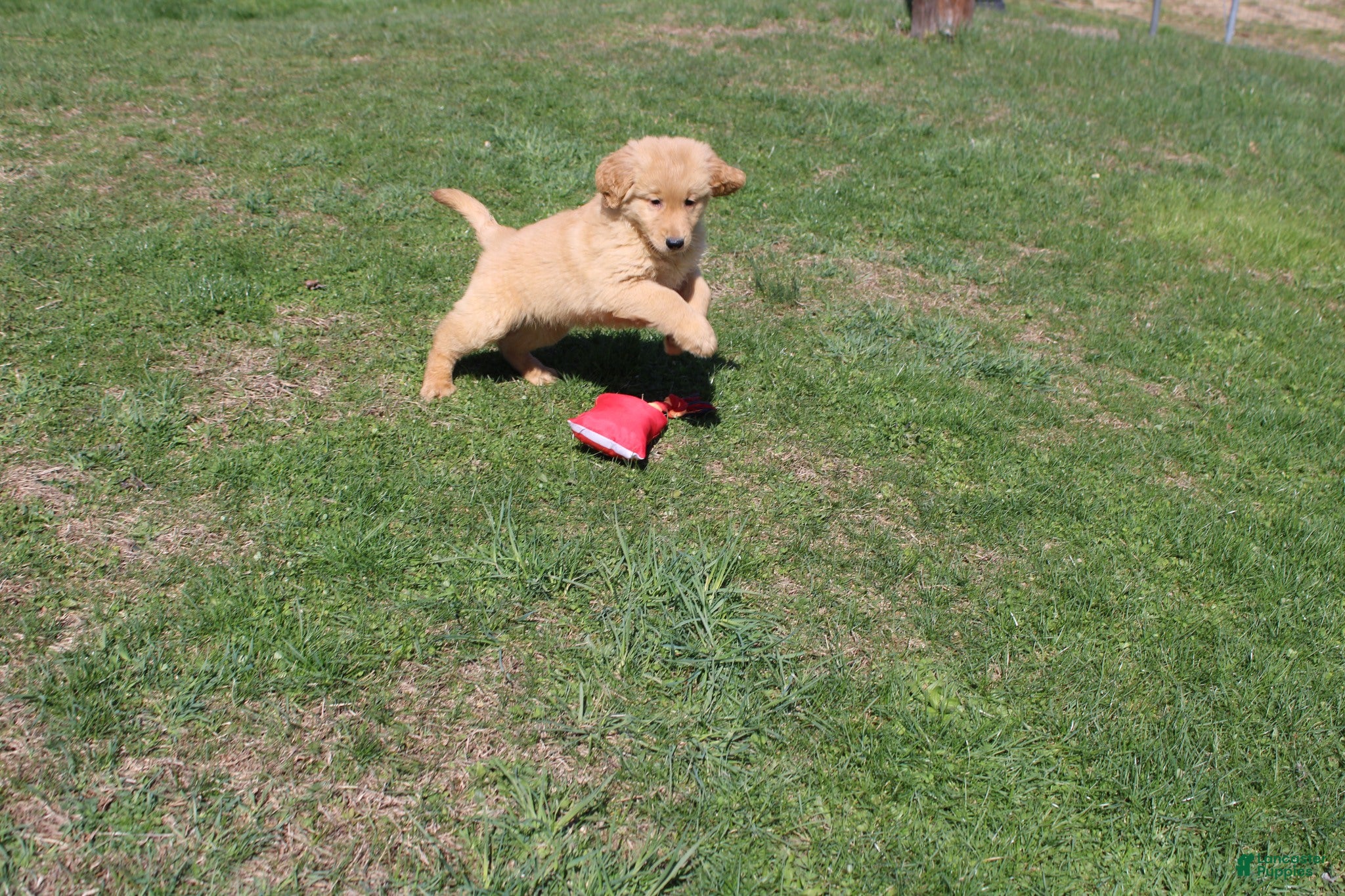 Golden Retriever dogs Gallon - Ad 27