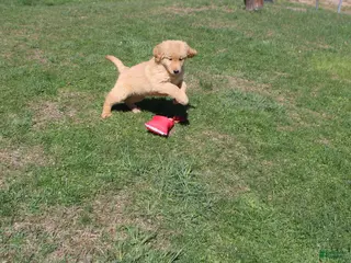 Golden Retriever dogs Gallon - Ad 27