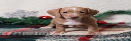 Dachshund dogs for sale: Daphne - Ad 2