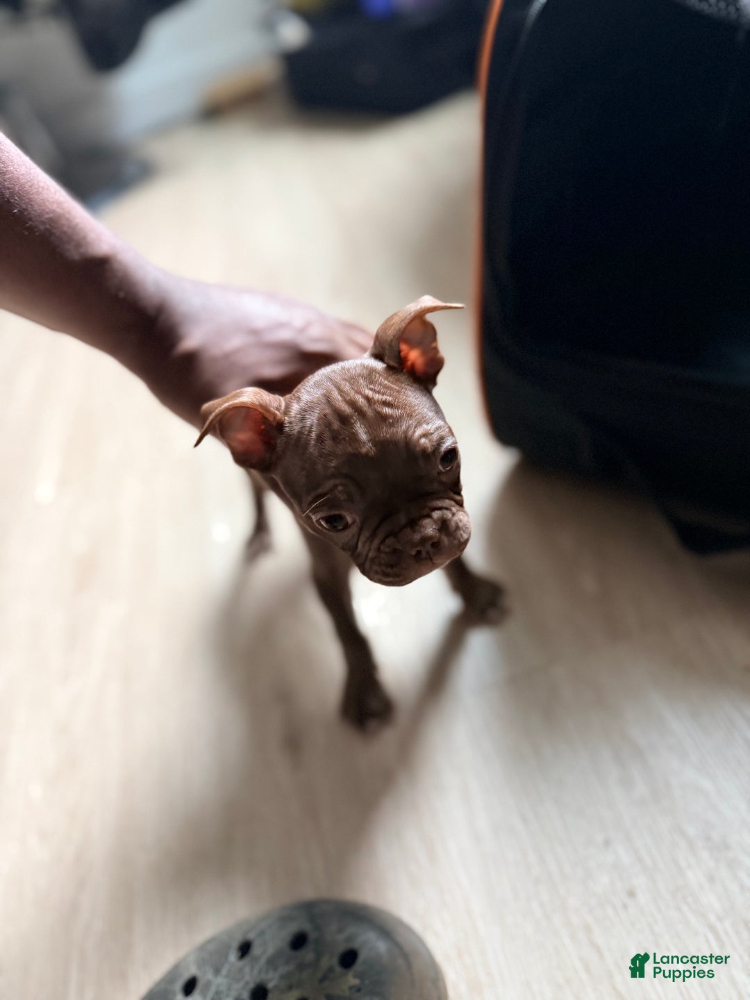 Frenchton dogs for sale: Miracle - Ad 2