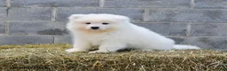 Samoyed dogs for sale: Crystal - Ad 1