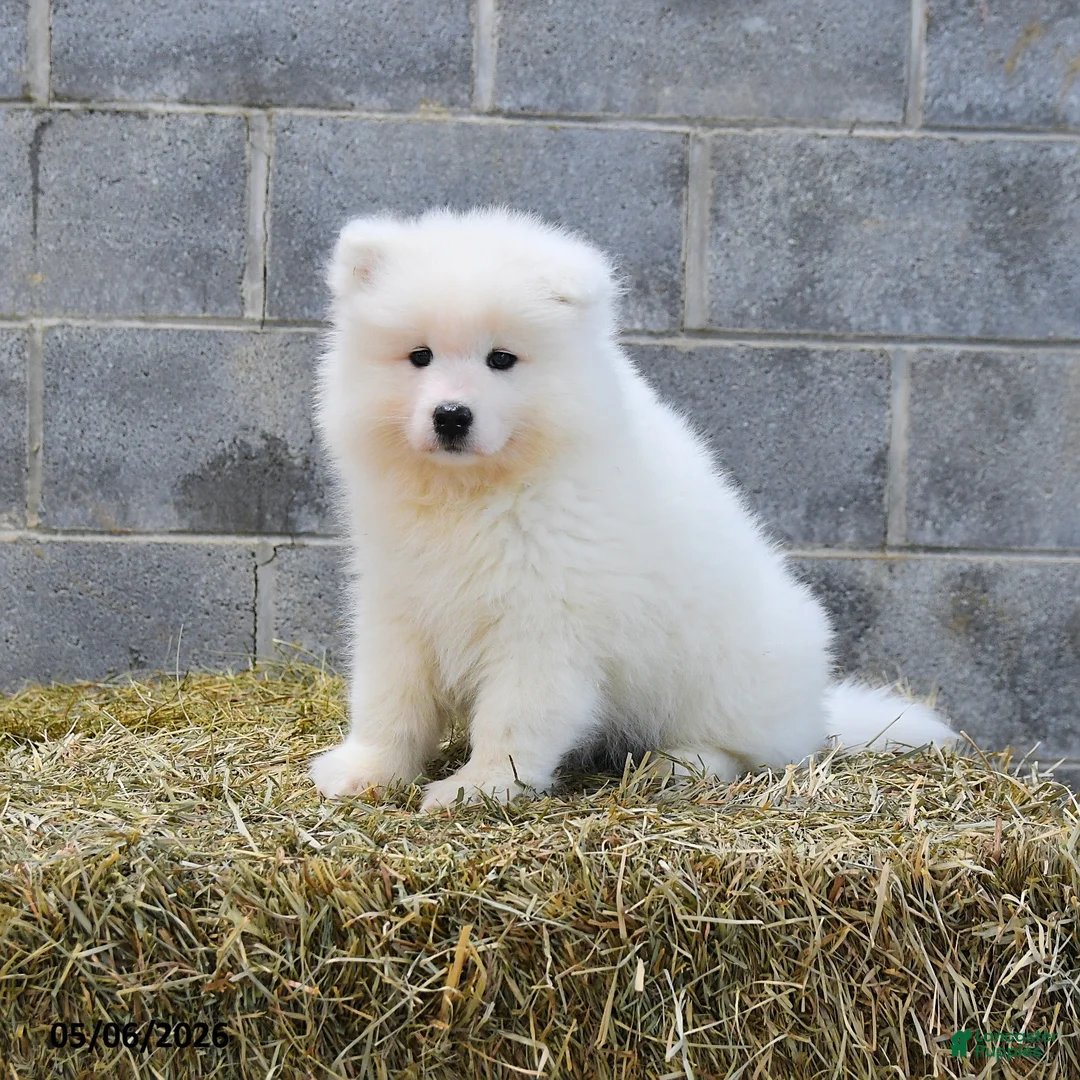 Samoyed dogs for sale: Crystal - Ad 1