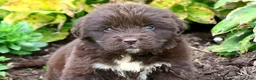 Newfoundland dogs for sale: Talia - Ad 3