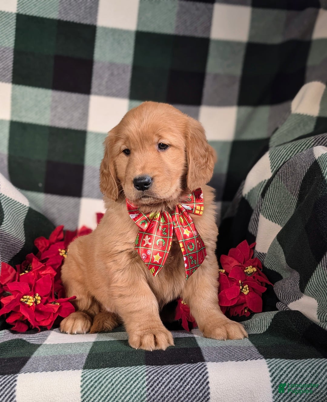 Golden Retriever dogs for sale: Bailey - Ad 5