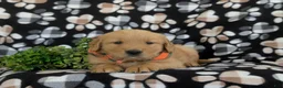 Golden Retriever dogs for sale: Leon - Ad 6