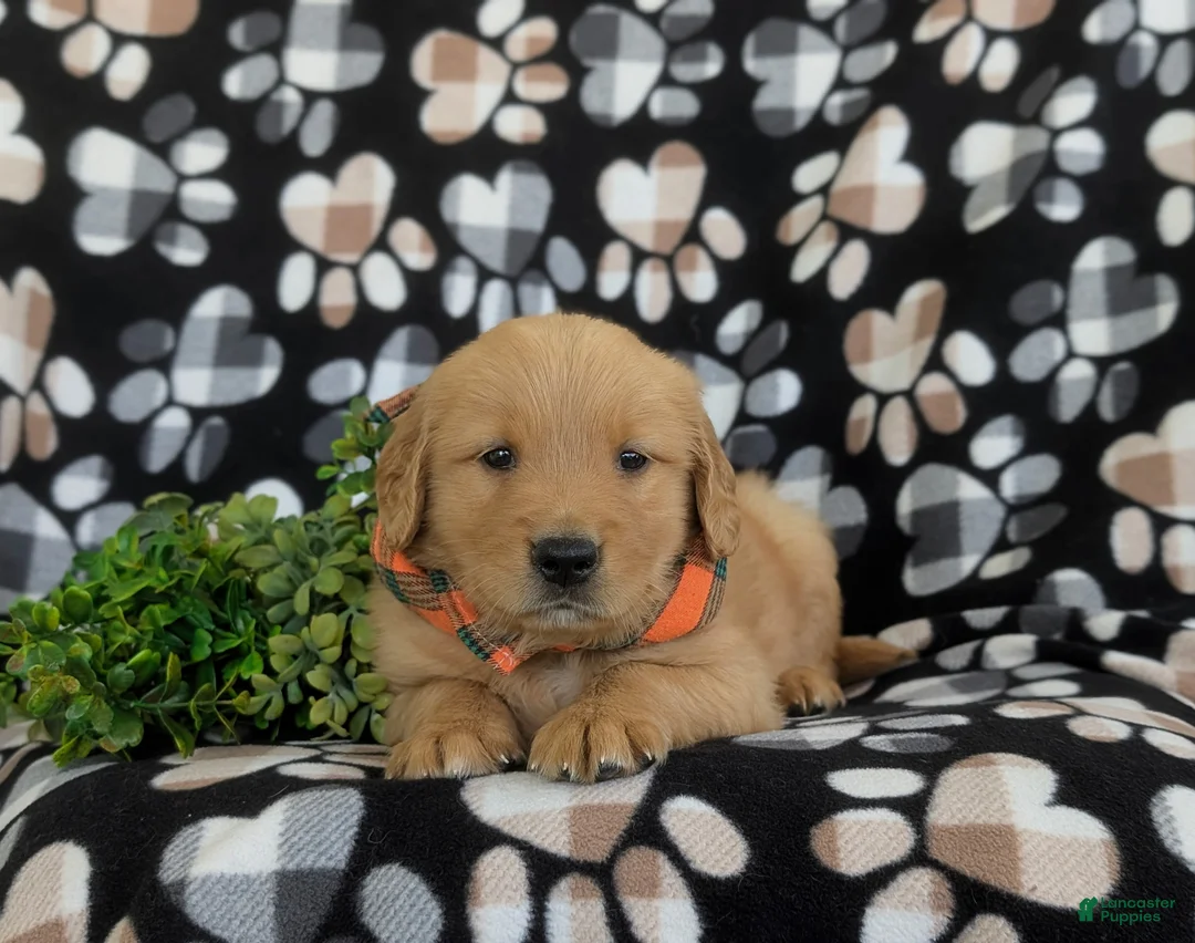 Golden Retriever dogs for sale: Leon - Ad 6