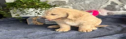 Goldendoodle dogs for sale: Nash - Ad 11