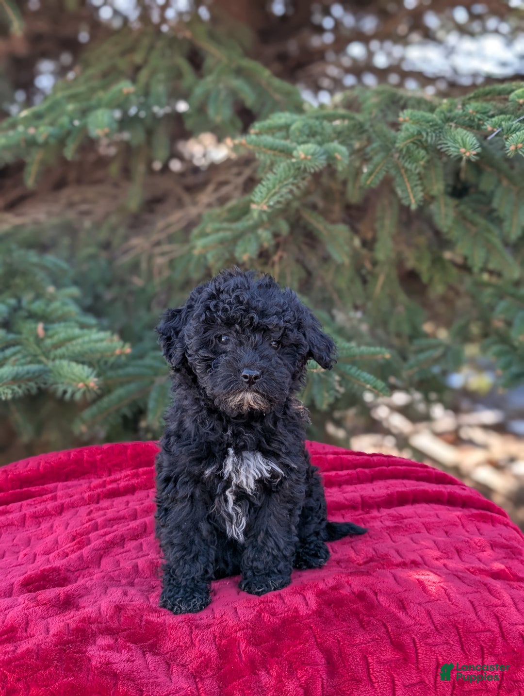 Shihpoo dogs for sale: Wednesday  - Ad 4