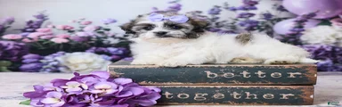 Pansy