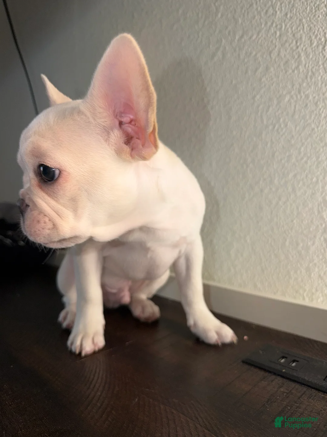 French Bulldog dogs for sale: Ares - Ad 2
