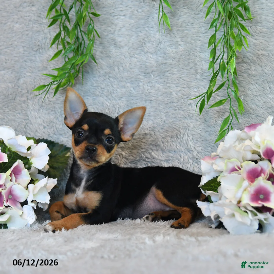 Chorkie dogs for sale: Grace - Ad 5