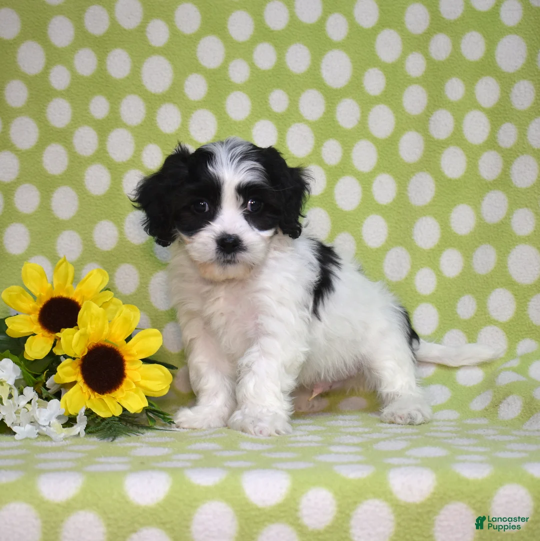 Cavachon dogs for sale: Patch  - Ad 2