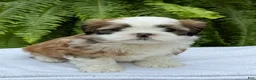Teddy Bear dogs for sale: Root beer  - Ad 5
