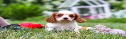 Cavalier King Charles Spaniel dogs for sale: Finley - Ad 3