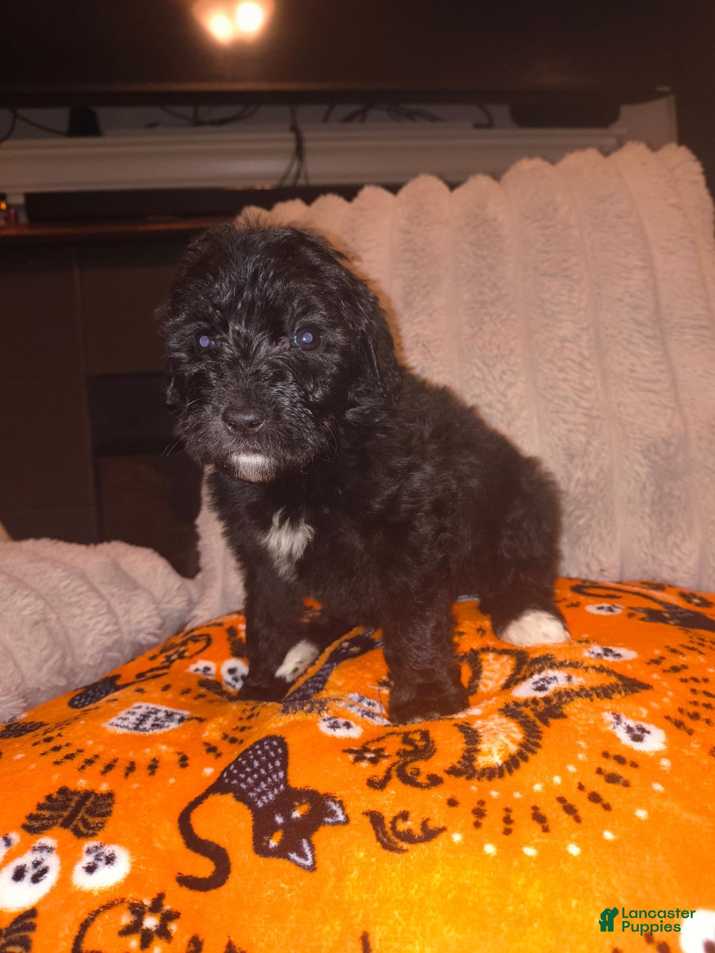 Mixed Breed dogs for sale: Meeko 🪶 - Ad 5