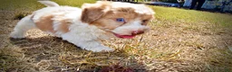 Havapoo dogs for sale: Nemo - Ad 9