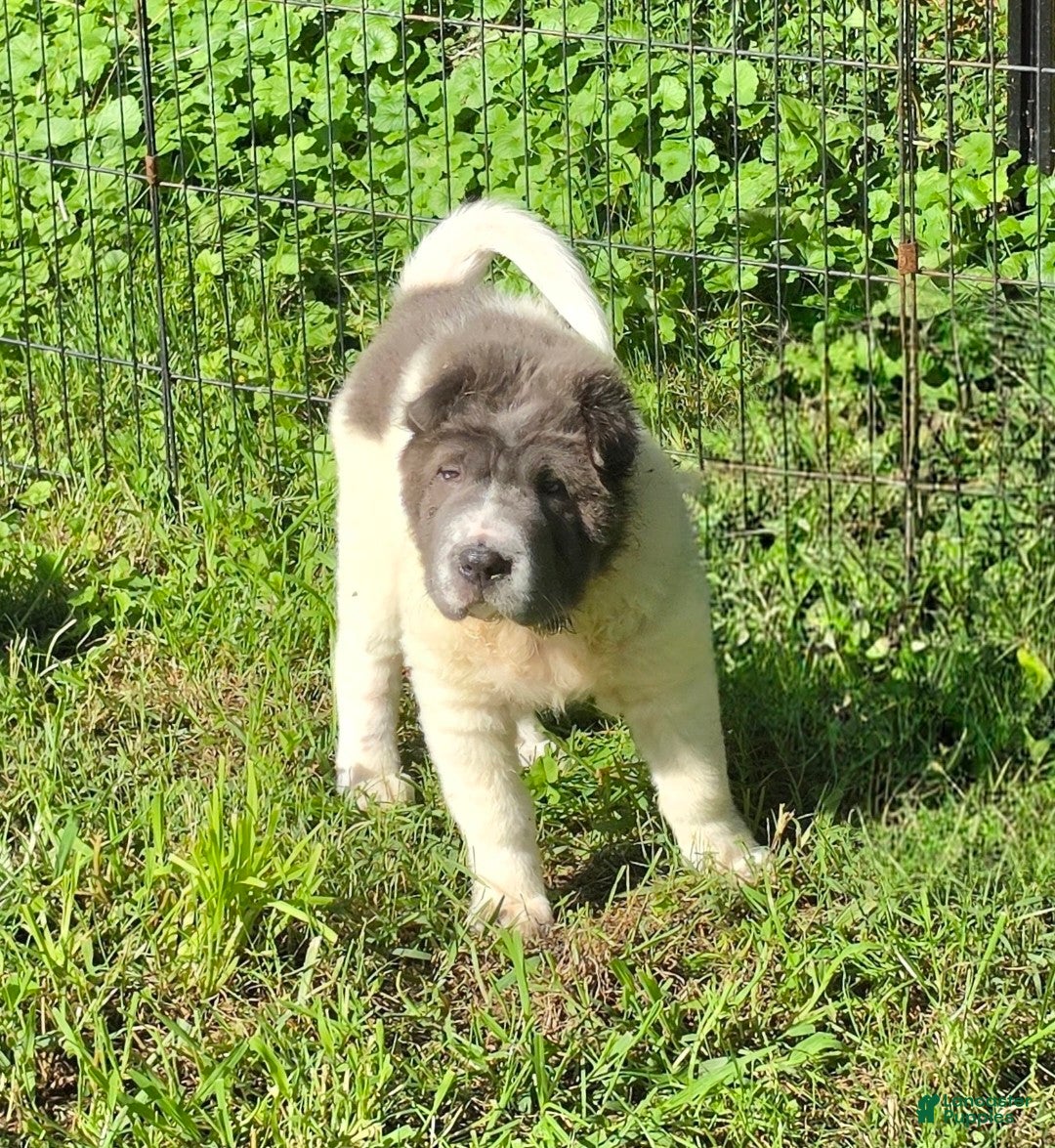 Shar Pei dogs Tabitha blue flower bear coat mini  - Ad 2