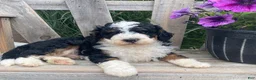 Mini Bernedoodle dogs for sale: Kirby - Ad 2