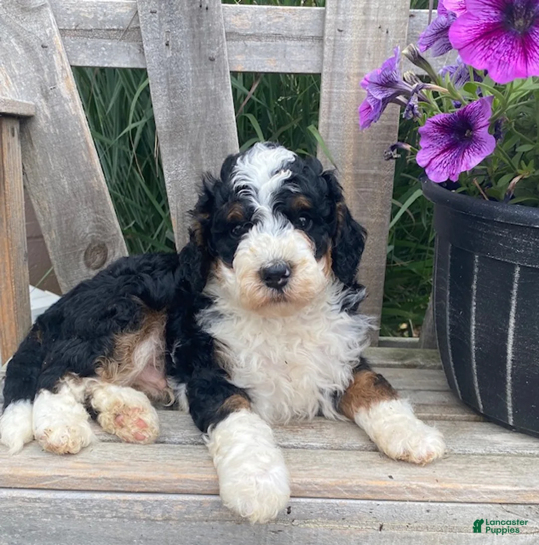 Mini Bernedoodle dogs for sale: Kirby - Ad 2