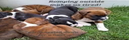 Boxer dogs for sale: Thunder AKC - Ad 5