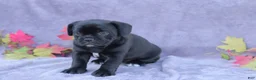 Mixed Breed dogs for sale: Zoe - Ad 5