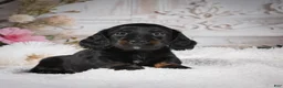 Miniature Dachshund dogs for sale: Edgar - Ad 1