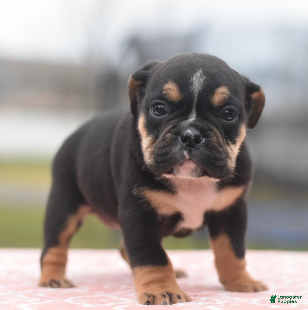 Mixed Breed dogs for sale: Emma tricolor hybrid  - Ad 26