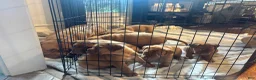 Dogue De Bordeaux dogs for sale: Dogue De Bordeaux Puppy 5 - Ad 31