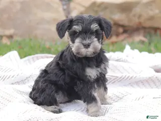 Miniature Schnauzer dogs for sale: Royal Jubilee - Ad 2