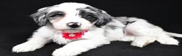 Sheepadoodle dogs for sale: Cassie - Ad 1