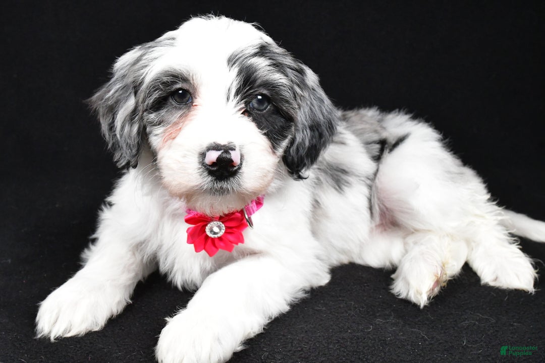 Sheepadoodle dogs for sale: Cassie - Ad 1