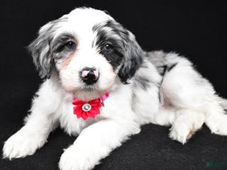 Sheepadoodle dogs Cassie - Ad 18
