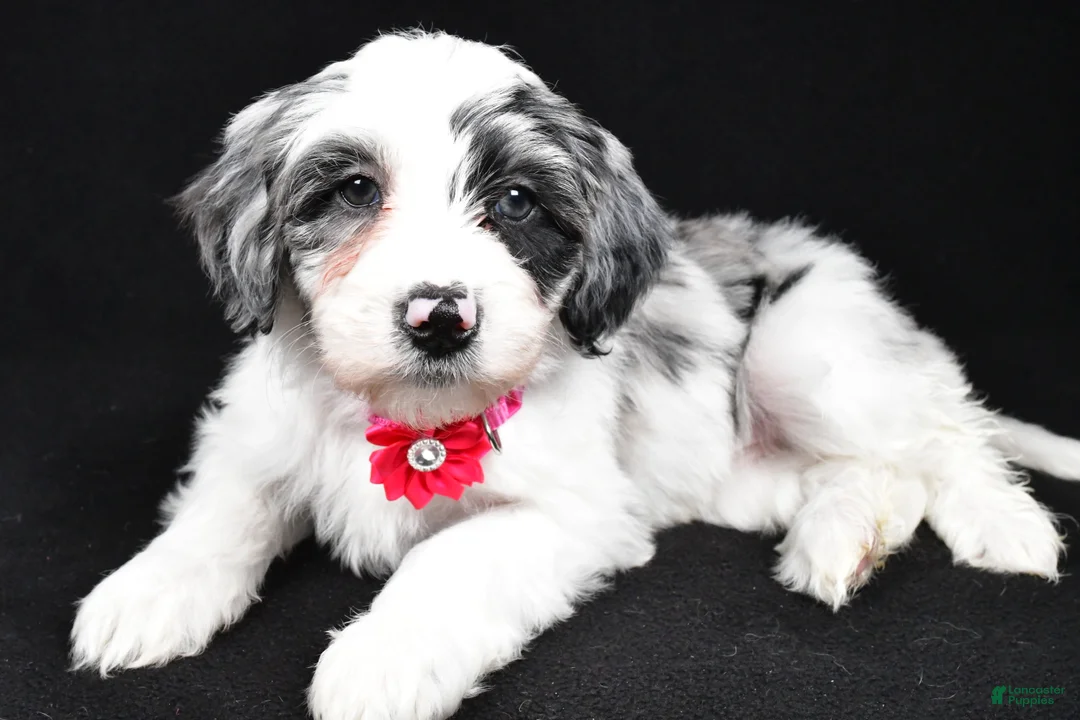 Sheepadoodle dogs for sale: Cassie - Ad 1