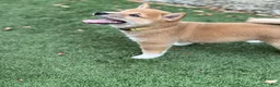 Shiba Inu dogs for sale: Ravioli - Ad 3
