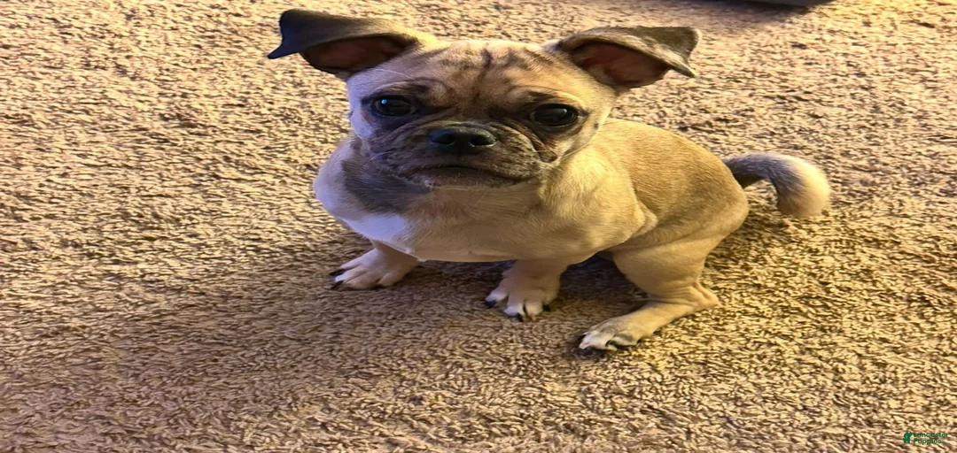 Gallery Image {{count}}