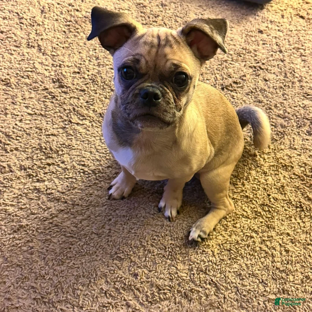 Gallery Image {{count}}