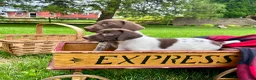 German Shorthaired Pointer dogs for sale: Maggie❤️Text or call to schedule a play date❤️AKC Hip Cert - Ad 4