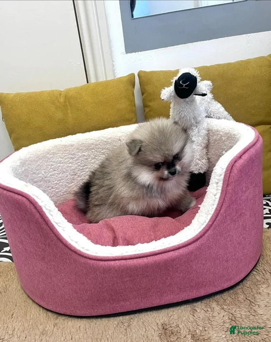 Pomeranian dogs for sale: Max - Ad 11
