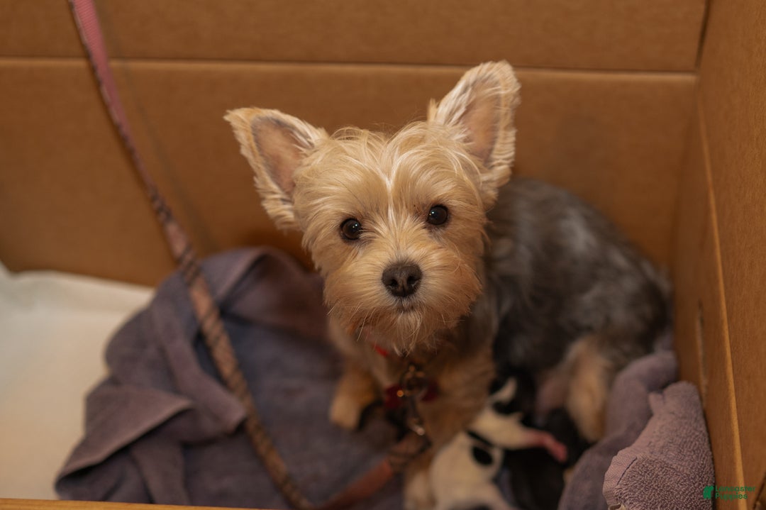 Mixed Breed dogs for sale: Aylee - Ad 6