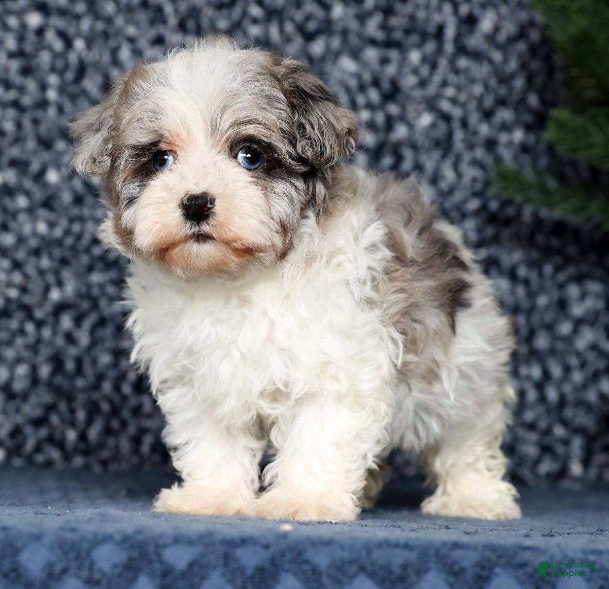 Havapoo dogs James - Ad 1