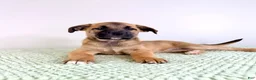 Mixed Breed dogs for sale: Gia - Ad 5