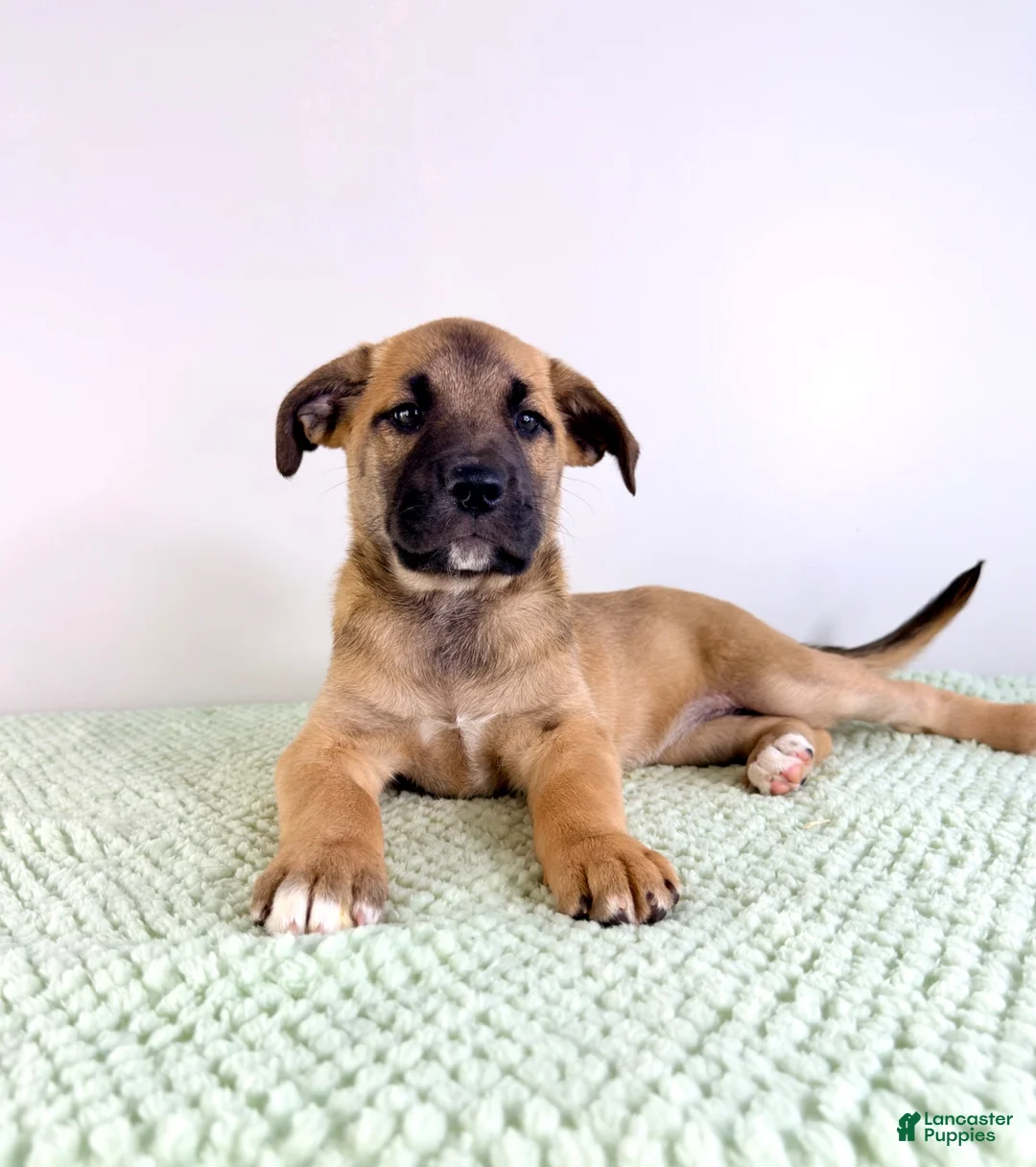 Mixed Breed dogs for sale: Gia - Ad 5
