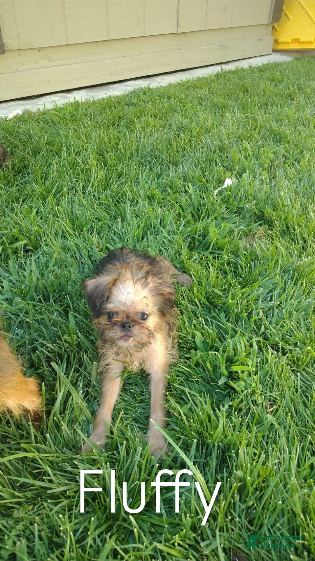 Brussels Griffon dogs for sale: Brussels Griffon 5 - Ad 1